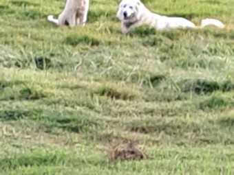 Maremma puppies