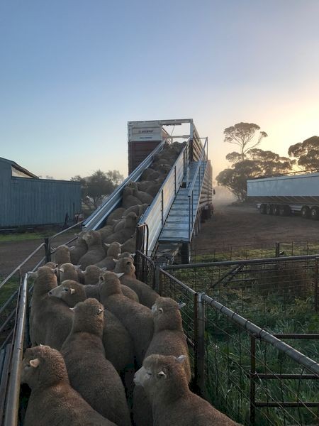 Prestige Portable Sheep Loading Ramp