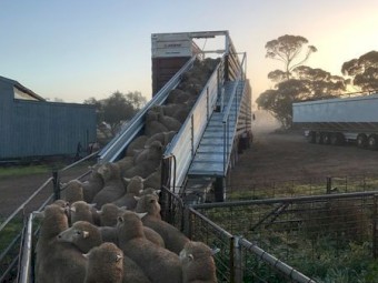 Prestige Portable Sheep Loading Ramp