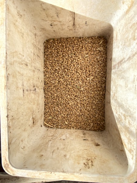 Lancer wheat