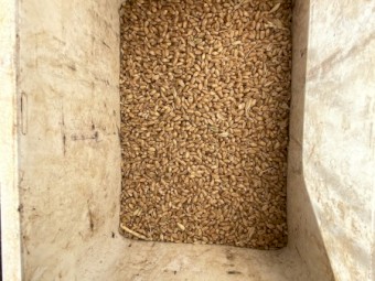 Lancer wheat