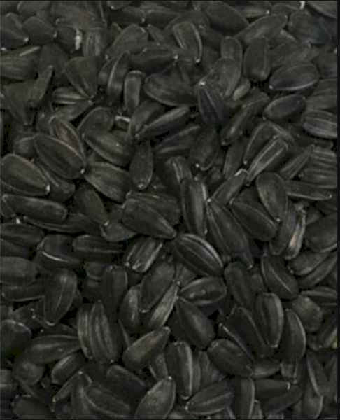 Black Sunflower Seeds 