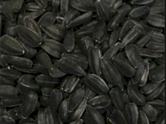 Black Sunflower Seeds 