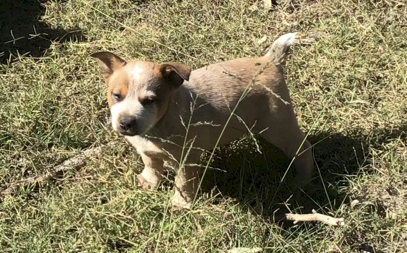 Cattle dog pups