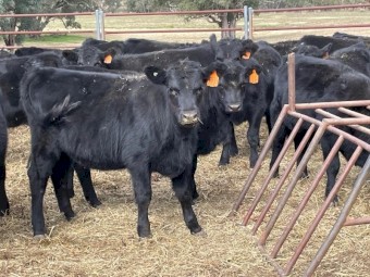Pure Bred Angus Heifers for Sale