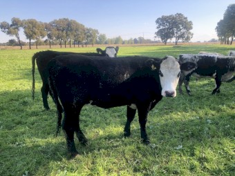 Baldy Heifers 