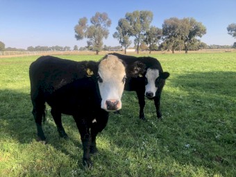 Baldy Heifers 