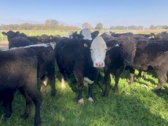 Baldy Heifers 