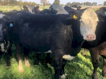 Baldy Heifers 
