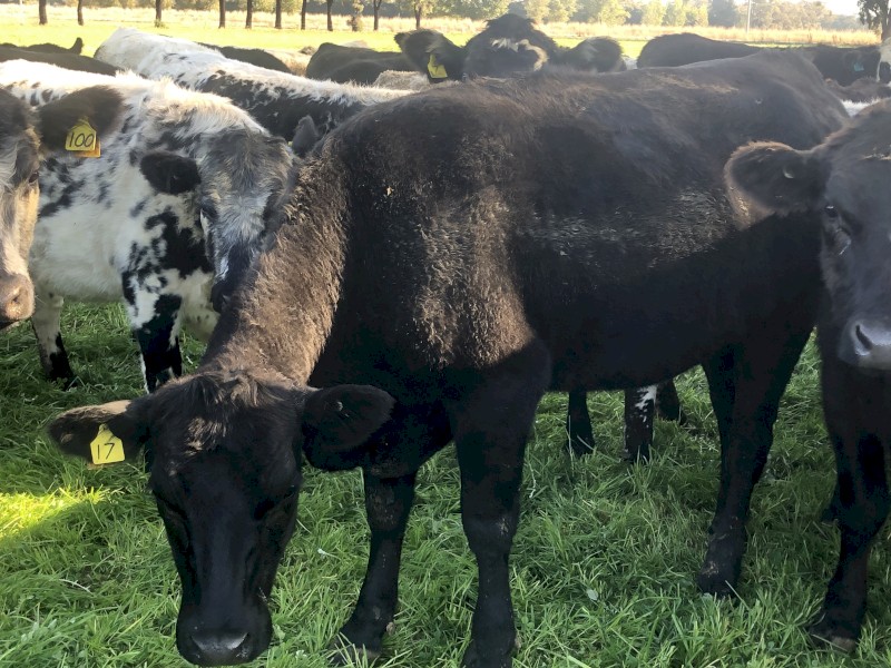 Black Angus Heifers 