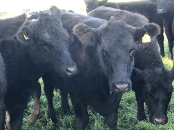 Black Angus Heifers 