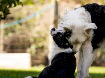 Border Collie Puppies Pure Bred
