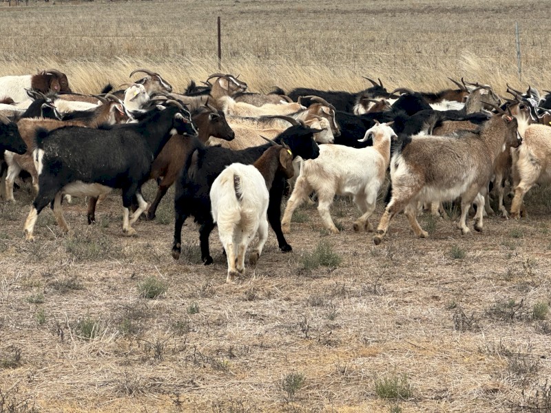 Rangeland nanys 