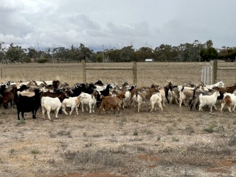 Rangeland nanys 