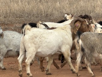 Rangeland nanys 