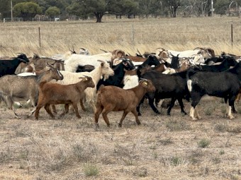 Rangeland nanys 