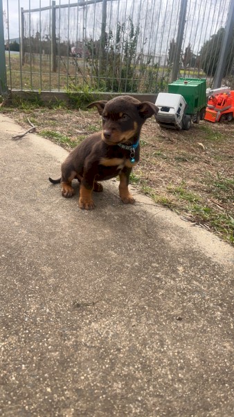 Kelpie Pups
