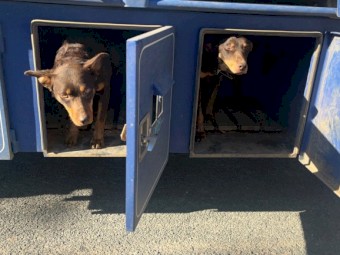 Kelpie Pups