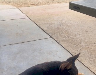 Kelpie Pups