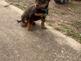 Kelpie Pups