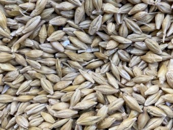 Bar1 Barley