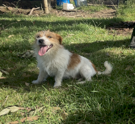 Rough coat JR Male