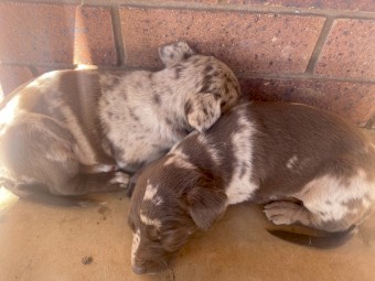 Kelpie x Koolie x Collie puppies