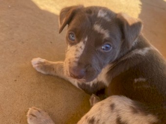 Kelpie x Koolie x Collie puppies