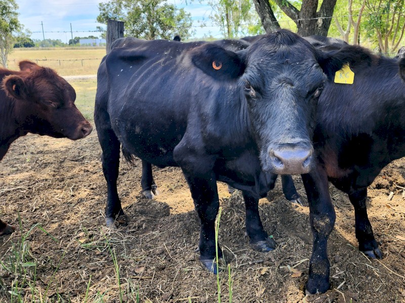 Lowline Cows