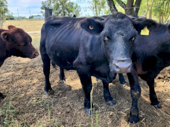 Lowline Cows