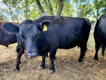 Lowline Cows