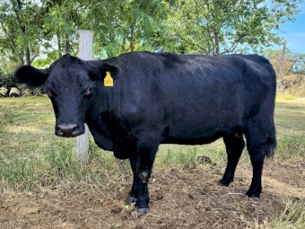 Lowline Cows