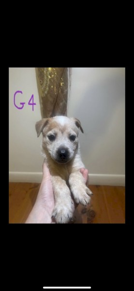 Cattle dog puppies