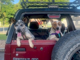 Cattle dog puppies