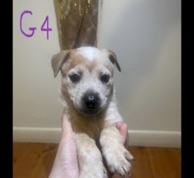 Cattle dog puppies