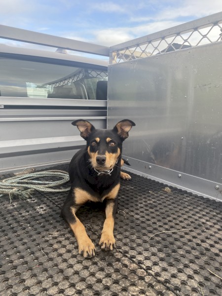 Kelpie pups 