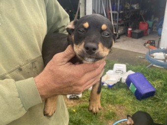 Kelpie pups 