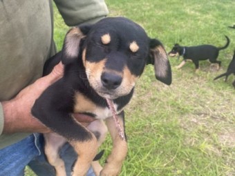 Kelpie pups 