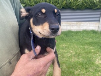 Kelpie pups 