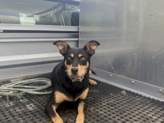 Kelpie pups 