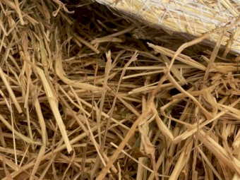 Barley/ Rye hay 