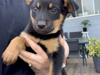 Kelpie Pups 2 x Female Black and Tan , 1 x Male Brown and Tan, 1 Male Black and Tan, 1 Male Black, 1 Male Brown