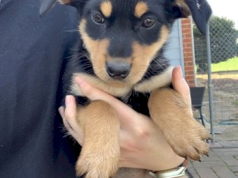 1 Male Kelpie Pups available - videos available - Vaccinated twice. All vetwork completed.
