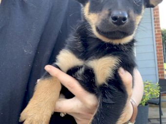 1 Male Kelpie Pups available - videos available - Vaccinated twice. All vetwork completed.