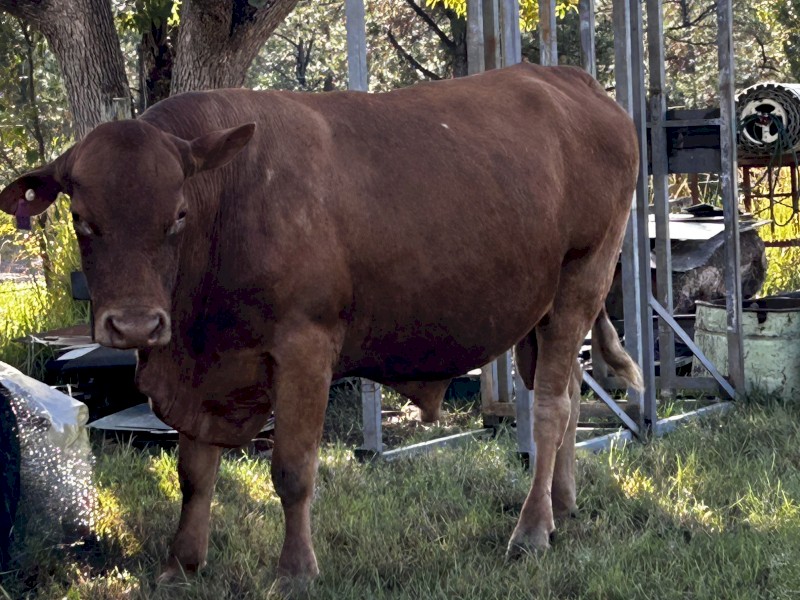Senepol x  bull