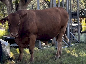Senepol x  bull