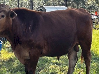 Senepol x  bull