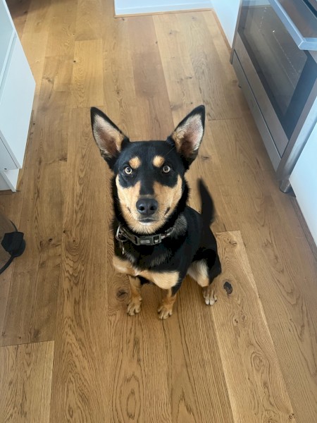Kelpie Dog