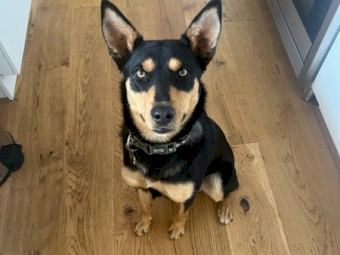Kelpie Dog