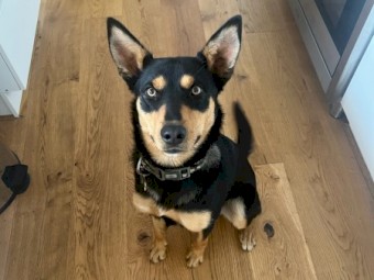 Kelpie Dog